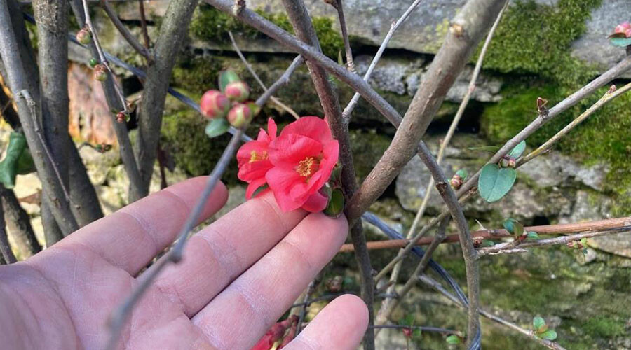Kışın ortasında bahar havası: Ağaçlar tomurcuk verip çiçek açtı