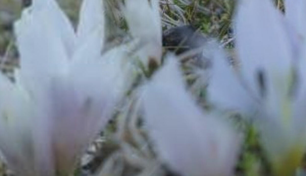 Şırnak beyaza büründü! Kar değil, gören şaşkın: Kartpostallık görüntüler oluştu