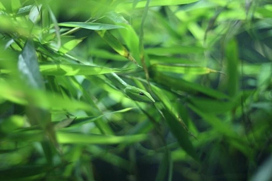 Optik illüzyondaki yılanı görmek kolay değil! Yalnızca keskin zekalılar 5 saniyede buluyor