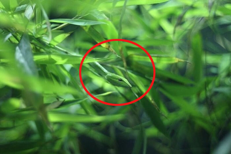 Optik illüzyondaki yılanı görmek kolay değil! Yalnızca keskin zekalılar 5 saniyede buluyor