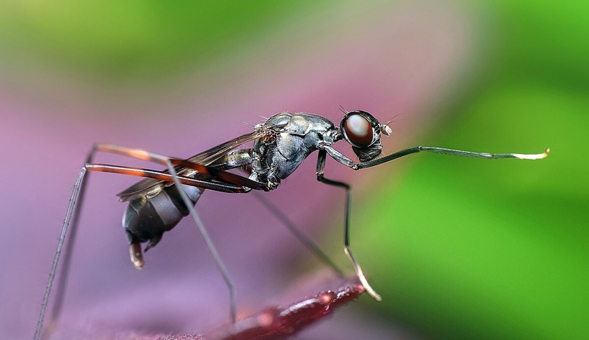 Tedavide yeni dönem: Karıncalar kanserli hücreleri koklayarak tespit edecek