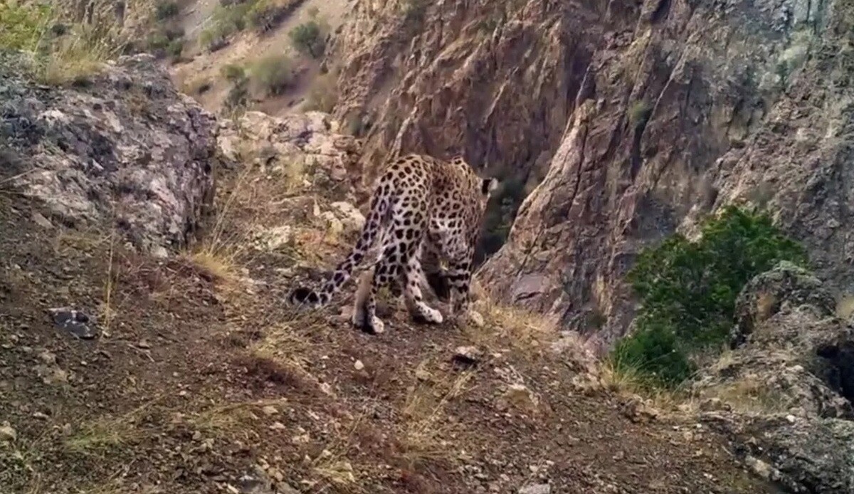 Anadolu Leoparı iki ayrı bölgede yeniden görüldü! Bakan Kirişci fotokapan görüntülerini paylaştı Anadolu Leoparı iki ayrı bölgede yeniden görüldü! Bakan Kirişci fotokapan görüntülerini paylaştı