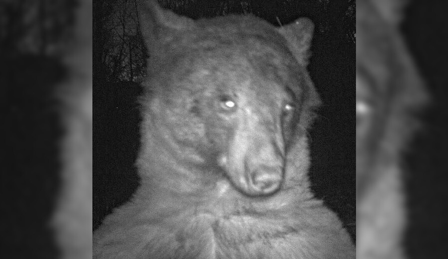 Meraklı ayı kamerayı buldu, 400’den fazla selfie çekti