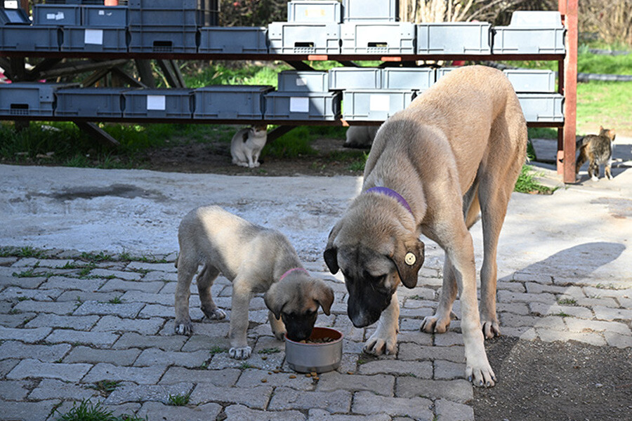 Sinekten yağ çıkardılar! Kozmetikten sonra bu defa da köpek maması yapıldı