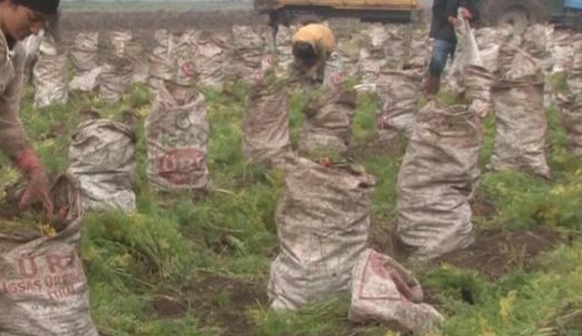 Zorlu hasat başladı ama çiftçilerin yüzü güldü! Tam 80 bin ton, kilogram fiyatı memnun etti