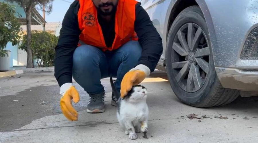 Yaralanan yavru kedi acilin yolunu tuttu Yaralanan yavru kedi acilin yolunu tuttu