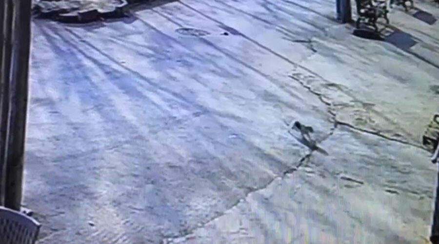 Yaralanan yavru kedi acilin yolunu tuttu Yaralanan yavru kedi acilin yolunu tuttu