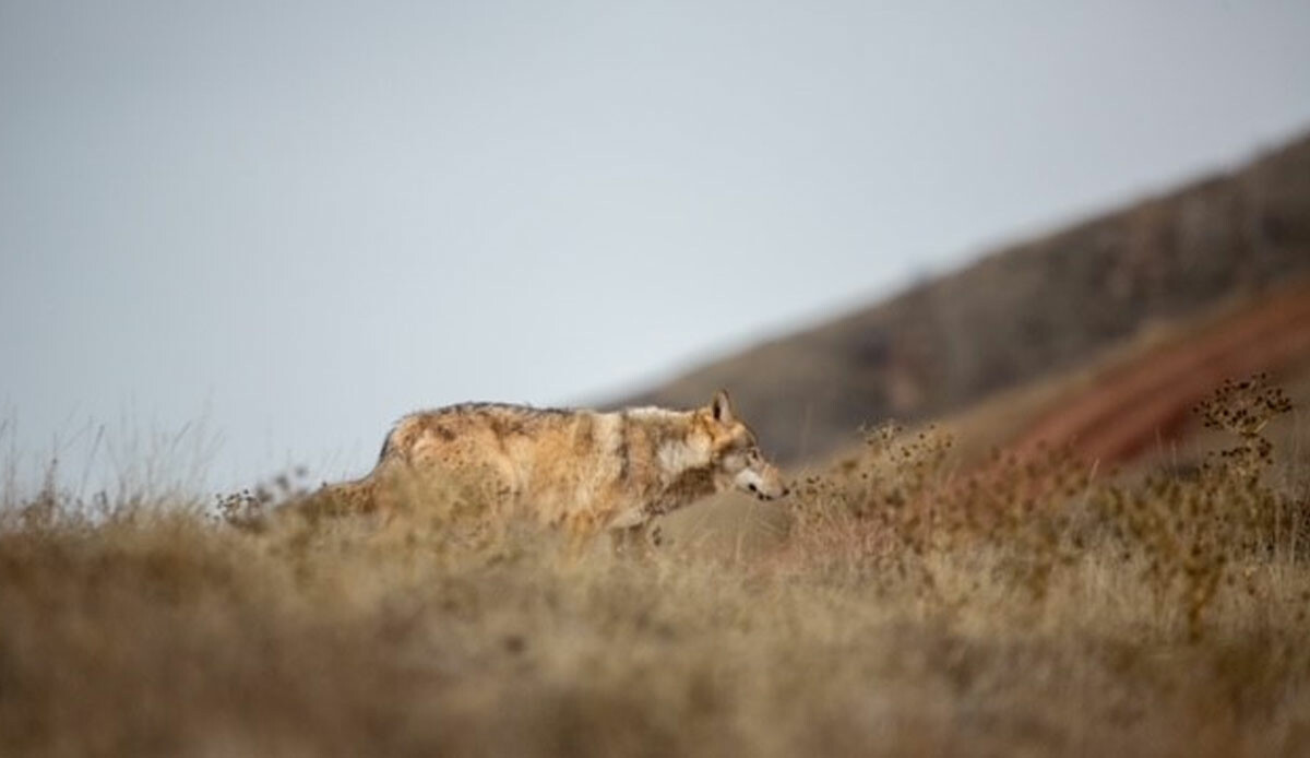 Anadolu 'canavarı' görüntülendi! Çok nadir ve zor görülüyor, tüyler ürperten bakışları gören korktu