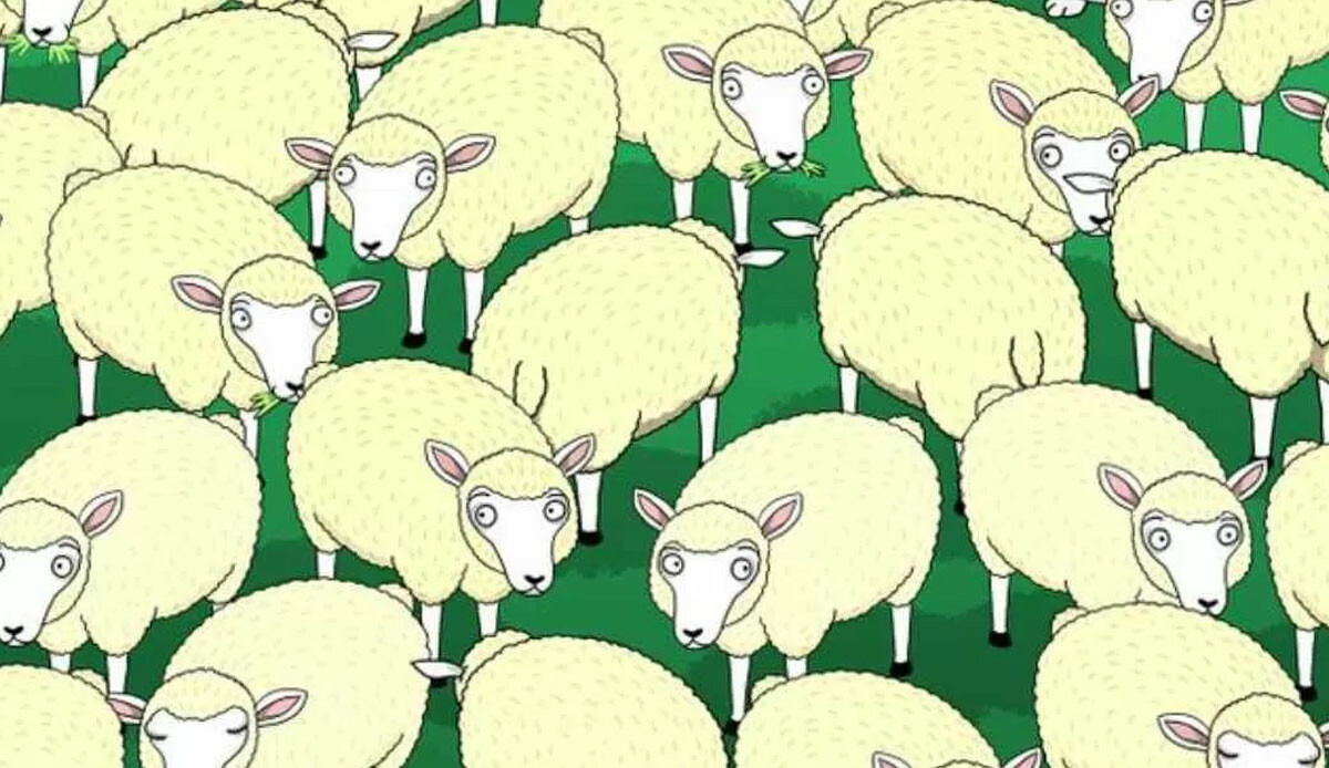 Süre: 7 saniye! Koyunların arasındaki kurdu yalnızca ‘zeka küpü’ olanlar buluyor
