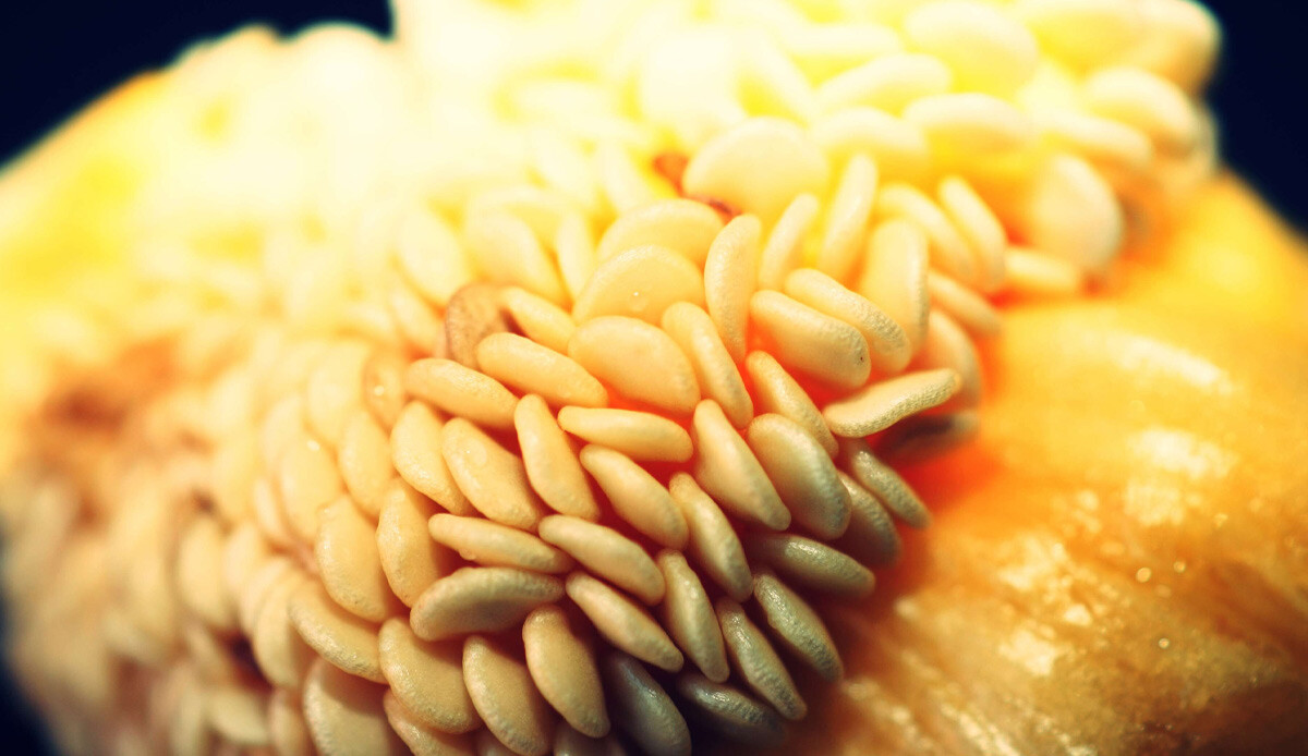 Kabızlığa, migrene, bağışıklığa iyi geliyor… Örtü altında üretilip Türkiye’nin her yerine gönderiliyor