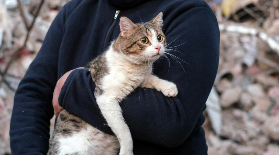 Enkaz altında her can yaşam savaşı veriyor: Hatay’da 121 saat sonra bir kedi kurtarıldı