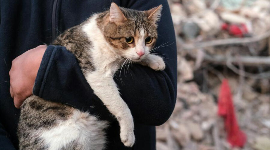 Enkaz altında her can yaşam savaşı veriyor: Hatay’da 121 saat sonra bir kedi kurtarıldı