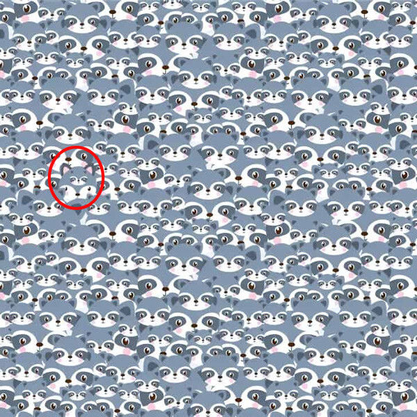 Kurdu bulmak için 5 saniyeniz var! Yalnızca akıl küpü olanlar ilk bakışta görüyor