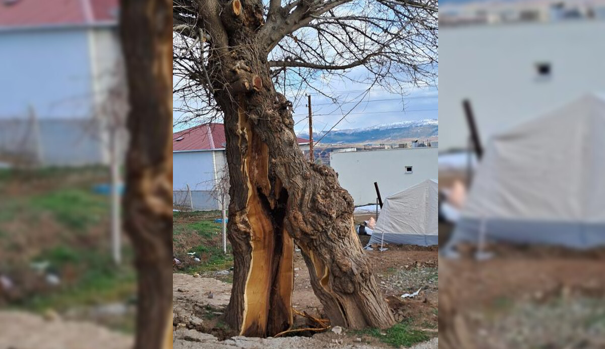 Hayrete düşüren olay! Depremde ağaç ikiye bölündü