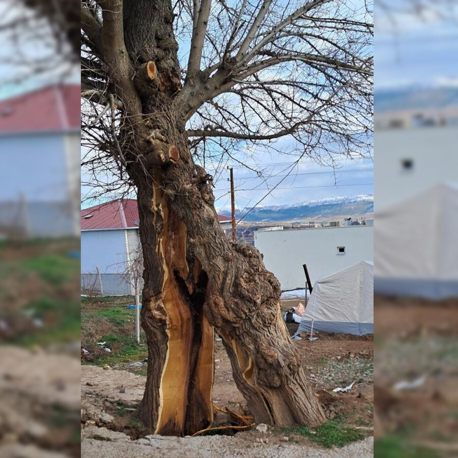 Hayrete düşüren olay! Depremde ağaç ikiye bölündü