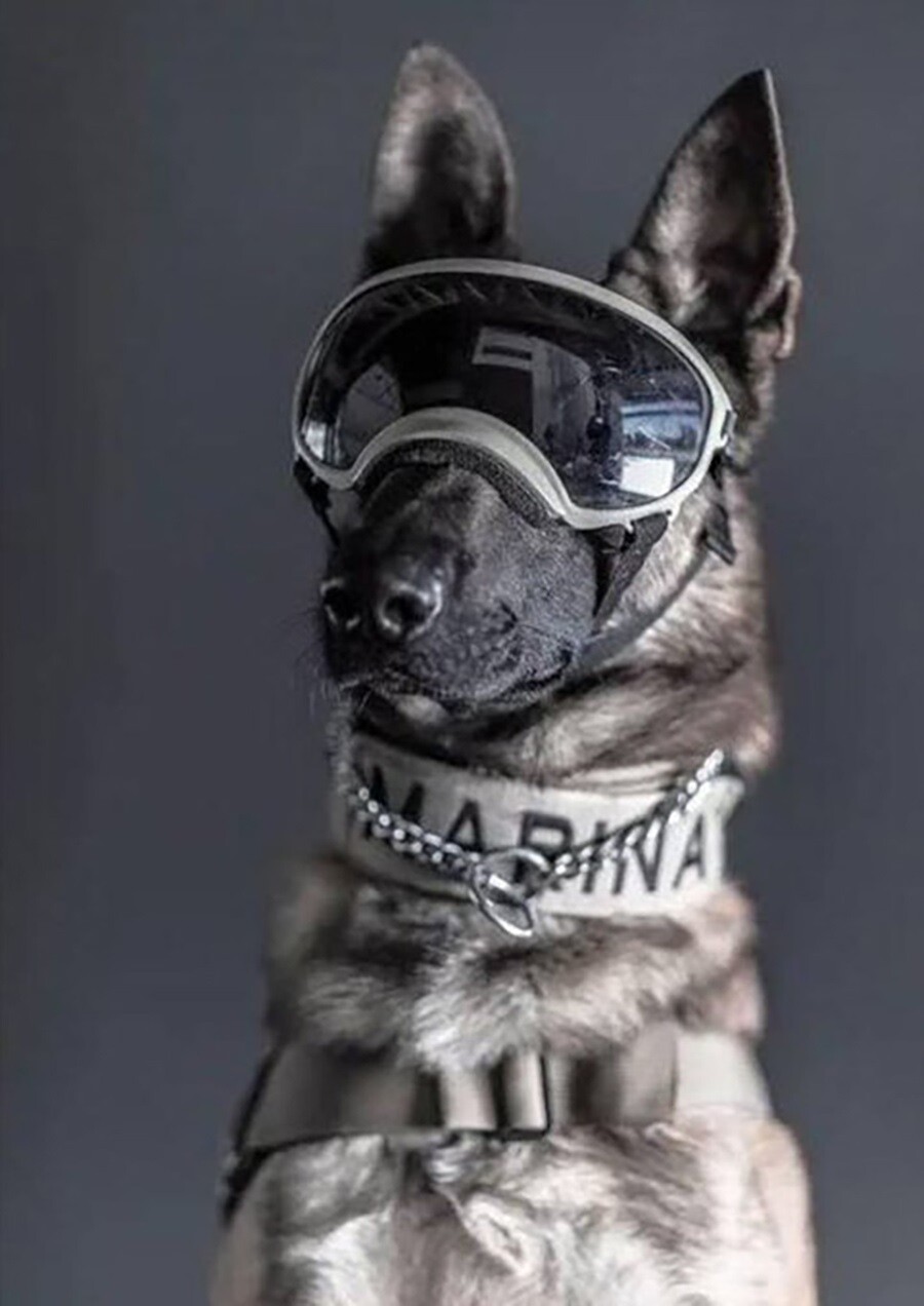 Meksikalı arama kurtarma ekibinin köpeği Proteo'nun heykeli dikilecek