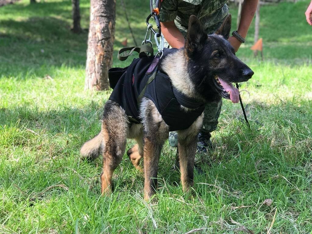 Kahraman köpek Proteo'nun adı Kocaeli'de yaşatılacak Kahraman köpek Proteo'nun adı Kocaeli'de yaşatılacak