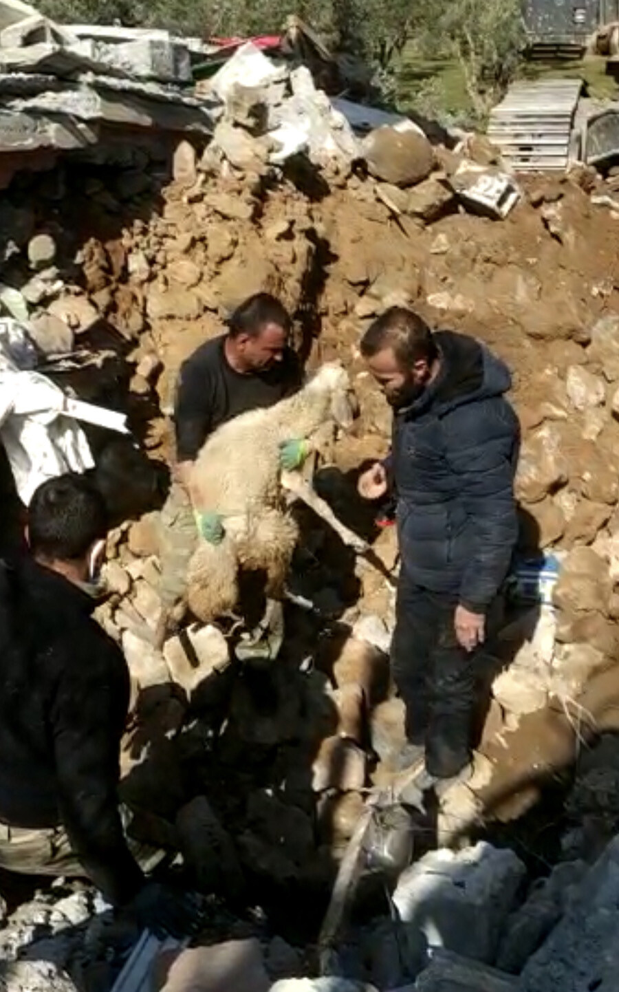 Depremin 17. gününde 1 inek ve 2 koyun enkazdan sağ çıkarıldı