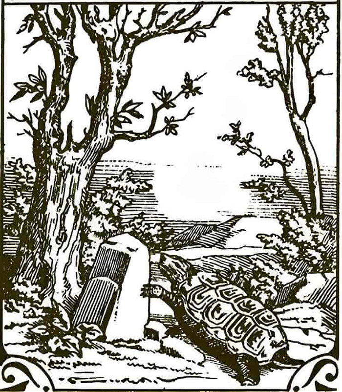 Süre 7 saniye! Görseldeki gizli tavşanı yalnızca gözleri cin gibi olanlar buluyor