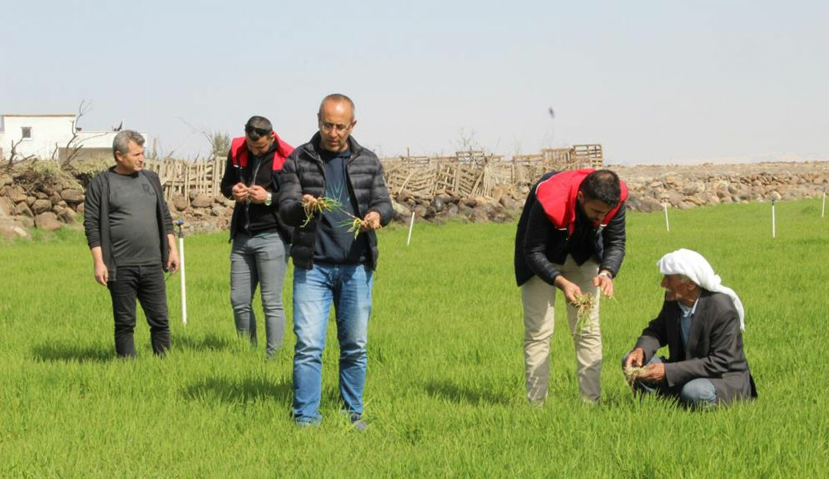 Tarım arazilerini istila etti, tehlike köylülerin evlerine kadar geldi: Fırça ve süpürgeyle kovuyorlar