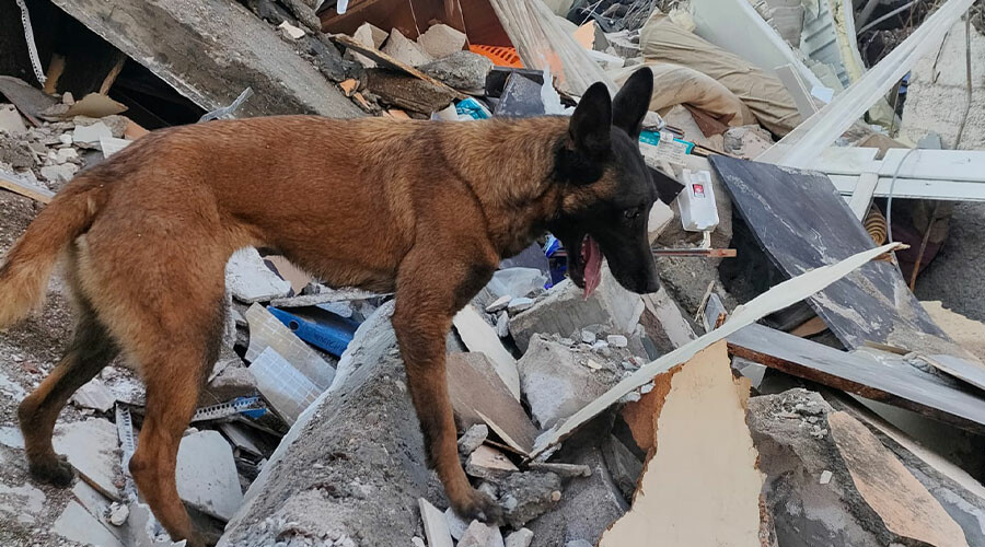 Çakıl’la duygulandıran buluşma: Enkazdan çıktı, korkusunu unutup kurtarma köpeğine sarıldı Çakıl’la duygulandıran buluşma: Enkazdan çıktı, korkusunu unutup kurtarma köpeğine sarıldı