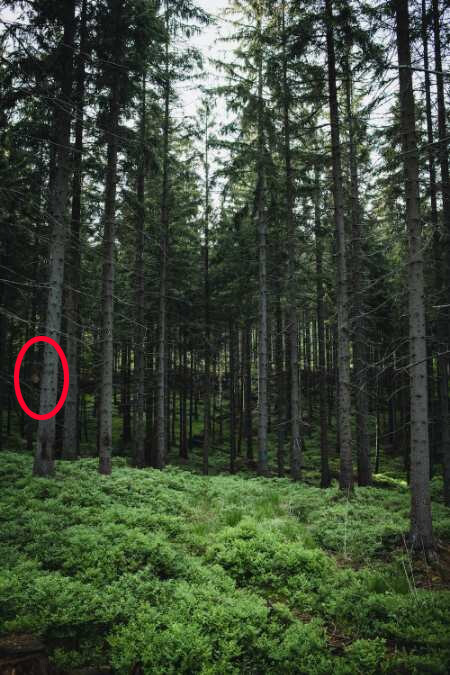 Beyin yakan test: Ormandaki sinsice dolaşan ayıyı 6 saniyede bulabilir misin?