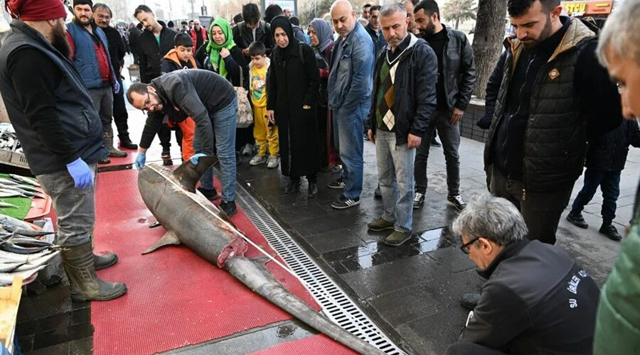 Camgöz’ü satmak isteyen firmaya 33 bin lira ceza kesildi Camgöz’ü satmak isteyen firmaya 33 bin lira ceza kesildi