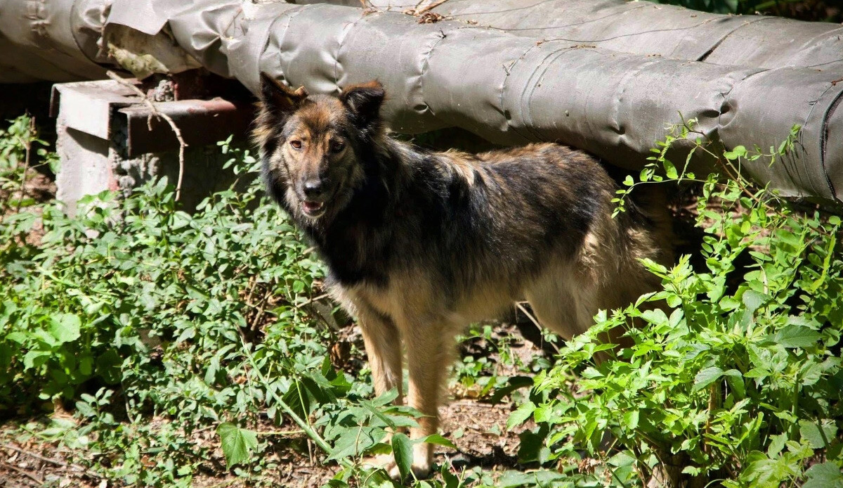 Çernobil'deki köpeklerin genetik açıdan farklılaştığı ortaya çıktı Çernobil'deki köpeklerin genetik açıdan farklılaştığı ortaya çıktı
