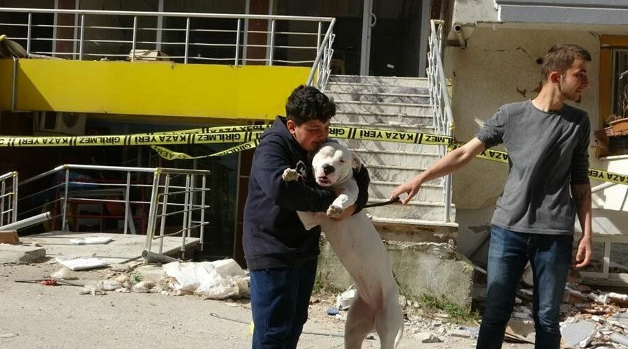 Kahraman köpek Dora deprem anında çocukların üzerine siper oldu Kahraman köpek Dora deprem anında çocukların üzerine siper oldu