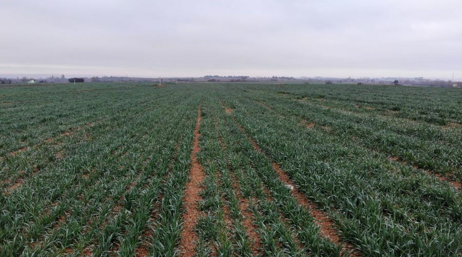 Çiftçilerin gözü yağmur bulutlarında… Kuraklık endişesi büyüyor: Filizler çimen boyunda kaldı!