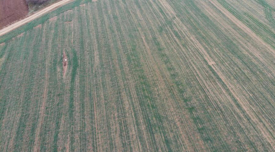 Çiftçilerin gözü yağmur bulutlarında… Kuraklık endişesi büyüyor: Filizler çimen boyunda kaldı!