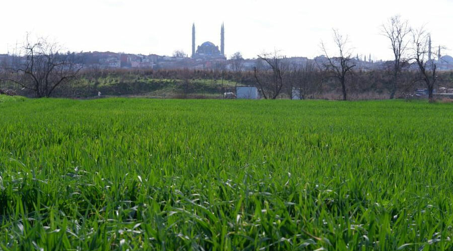 Çiftçilerin gözü yağmur bulutlarında… Kuraklık endişesi büyüyor: Filizler çimen boyunda kaldı!