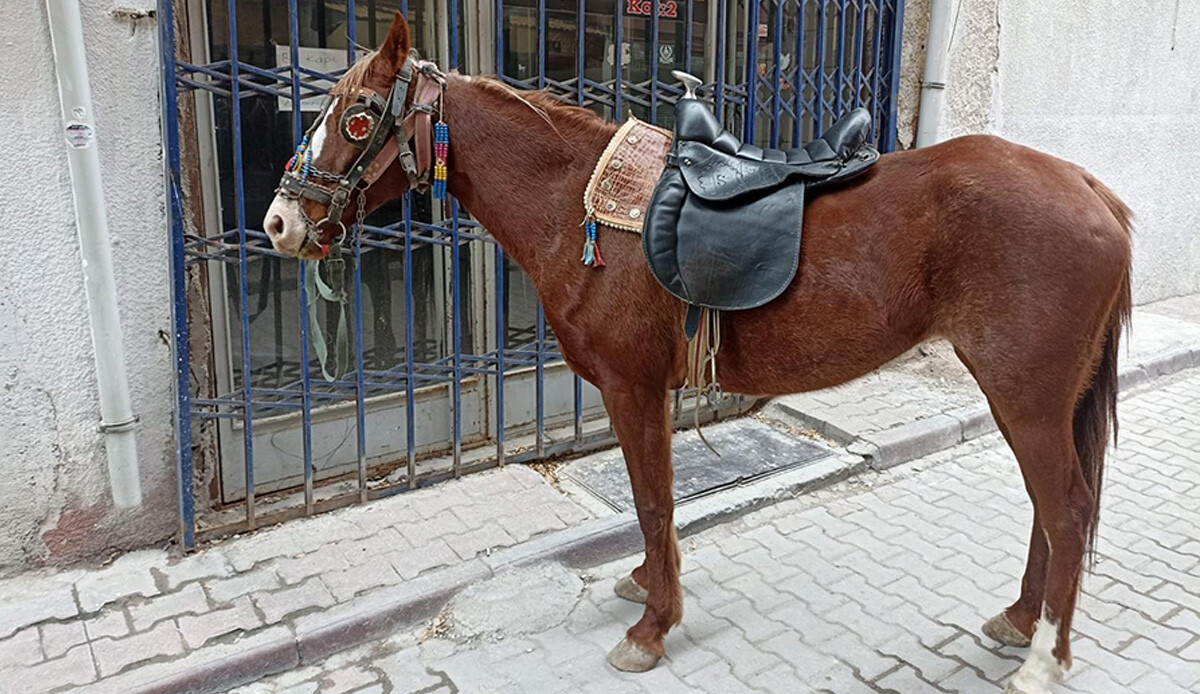 Alkollü at süren adama 10 bin 111 lira ceza kesildi Alkollü at süren adama 10 bin 111 lira ceza kesildi