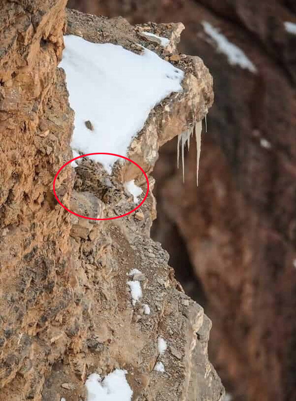 Kimi pes etti, kimi ilk bakışta gördü… Kar leoparı nerede? 4 saniyede bul, dikkatini test et