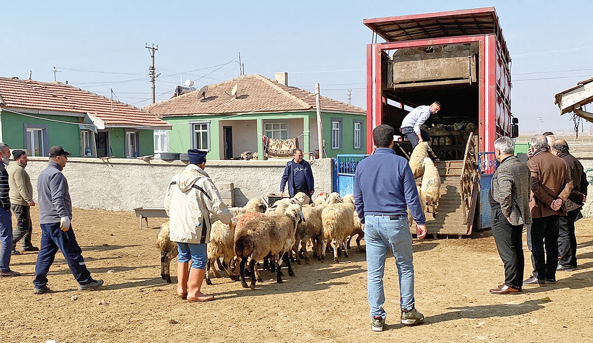 Çiftçilerin yaraları sarılıyor: Hatay&#039;da küçükbaş dağıtımı başladı