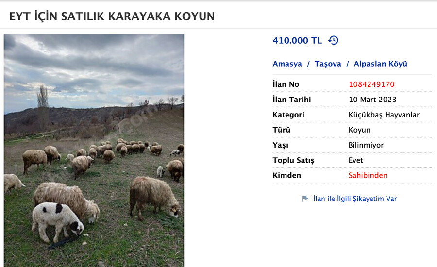 EYT'liden satılık koyun sürüsü EYT'liden satılık koyun sürüsü