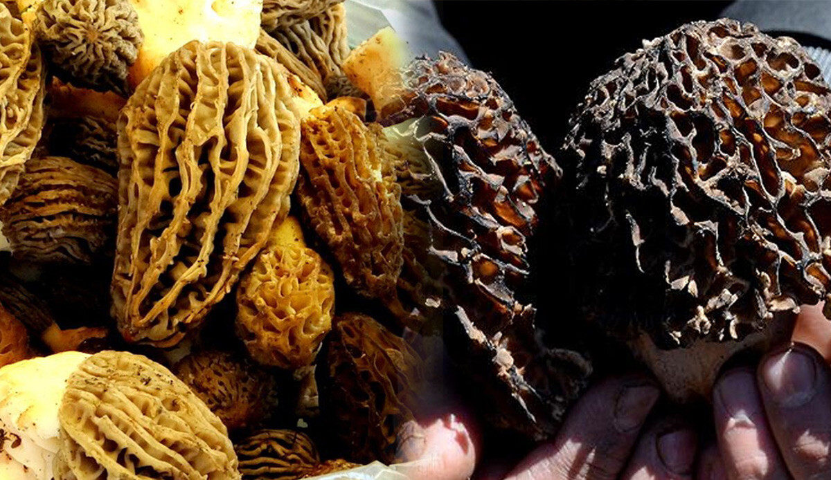 Köylülerin geçim kaynağı, paraya para demiyorlar! Doğal ortamda yetişiyor, kilosu altınla yarışıyor