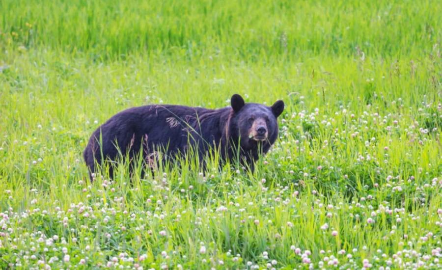 İnsanlar hayvanların doğal yaşam alanlarını kısıtlıyor mu?