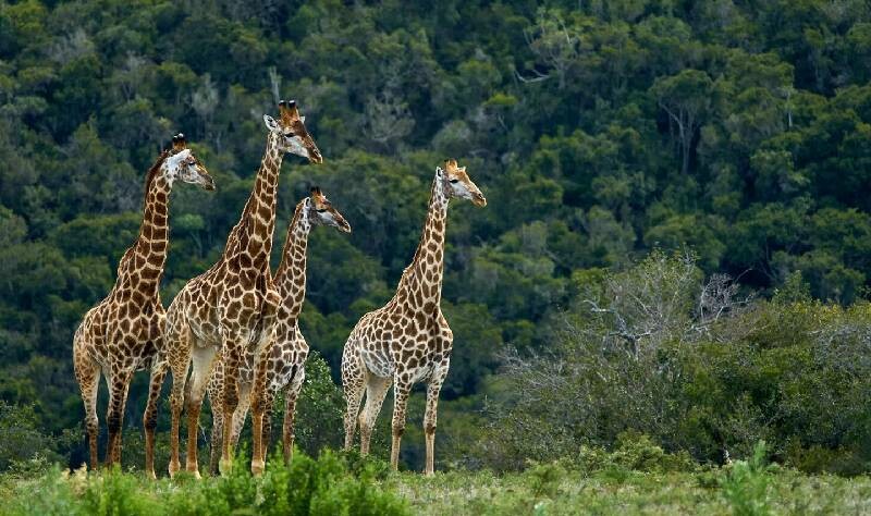 İnsanlar hayvanların doğal yaşam alanlarını kısıtlıyor mu?