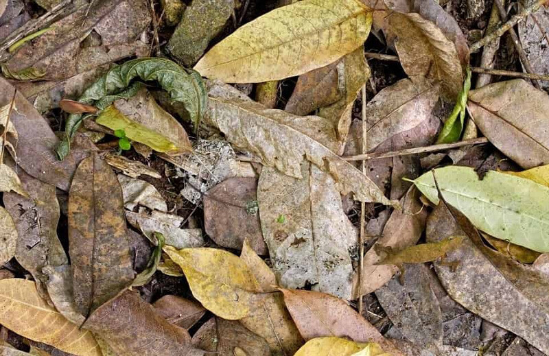 Süre: 9 saniye! Yaprakların arasındaki bukalemunu zeki beyinler hemen buluyor