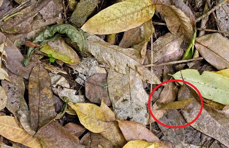 Süre: 9 saniye! Yaprakların arasındaki bukalemunu zeki beyinler hemen buluyor