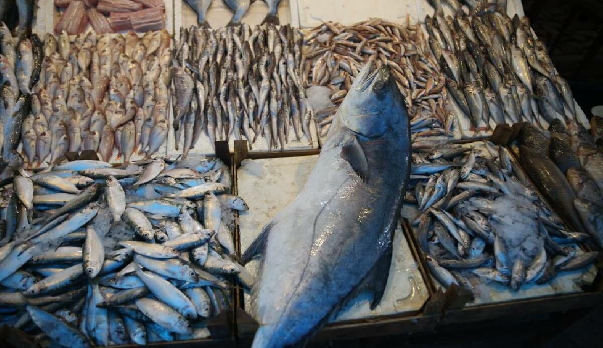 Ucuz balık için son gün 15 Nisan