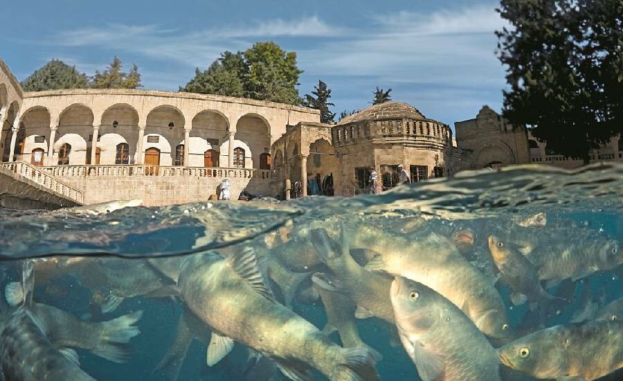 Yaşan sel felaketinin ardından Balıklıgöl'ün balıklarına ne oldu?