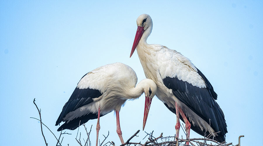 12 yıl sonra yeniden! Hasret sona erdi... Yaren Leylek, Adem Amca’ya kavuştu
