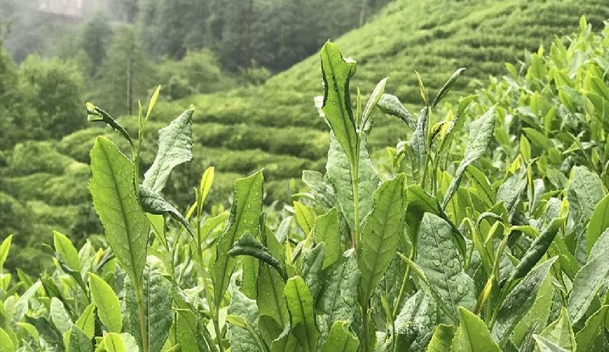 Yılsonu kar oranı 60 milyon 272 bin lira oldu