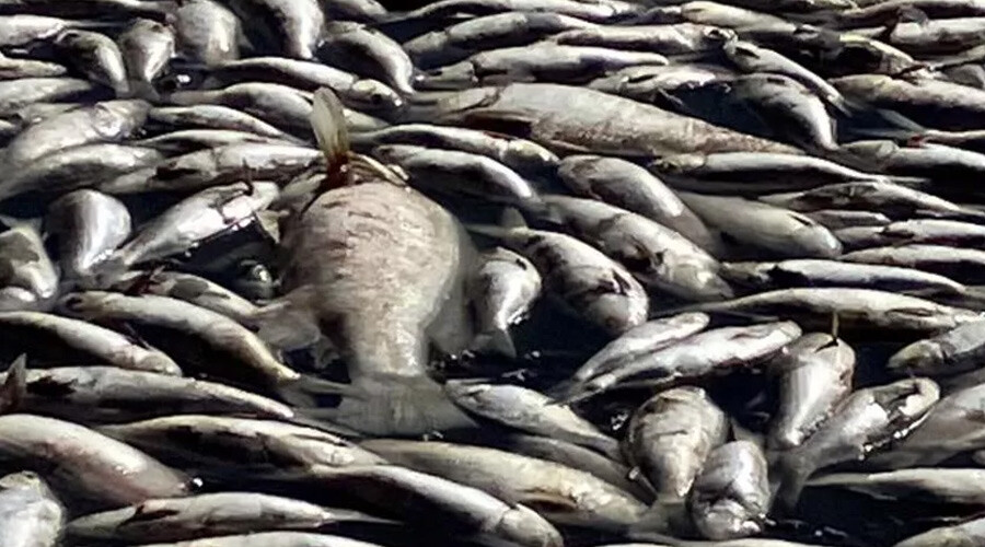 Avustralya'da ölü balık alarmı: Kilometreler boyunca suyun üstünü kapladı! Yetkililer harekete geçti