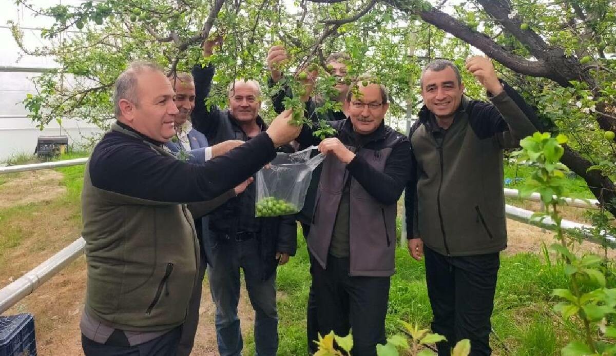 Erik hasadına başlandı Erik hasadına başlandı