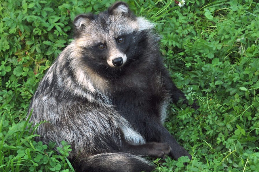 Çinli araştırmacıların gizlediği veriler ortaya çıktı... Bilim insanları açıkladı: COVID-19'un kaynağı rakun köpekleri mi?