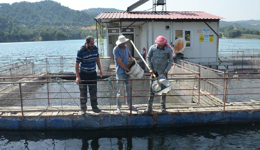 Deprem alabalık ihracatını da etkiledi Deprem alabalık ihracatını da etkiledi