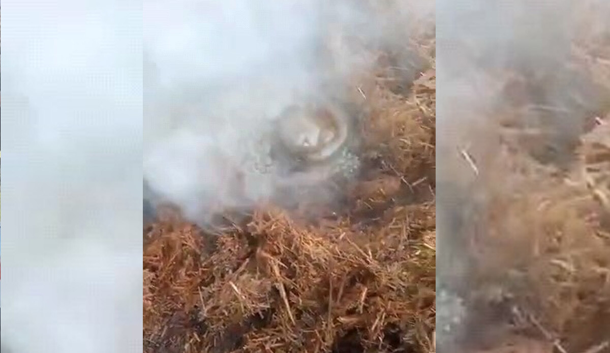 Selden sonra bahçelerinde gördükleri manzara karşısında dehşete düştüler! İki farklı noktada görüldü, herkes tedirgin oldu